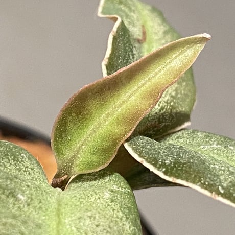 Ardisia malauiana from Kalimantan barat