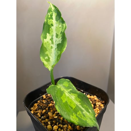 Aglaonema pictum JCS from  Sumatera Barat [AZ0413-2a]