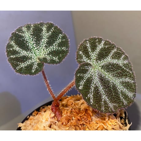 Begonia sp. from Cao Bang [YH220919] TK