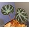 Begonia sp. from Cao Bang [YH220919] TK