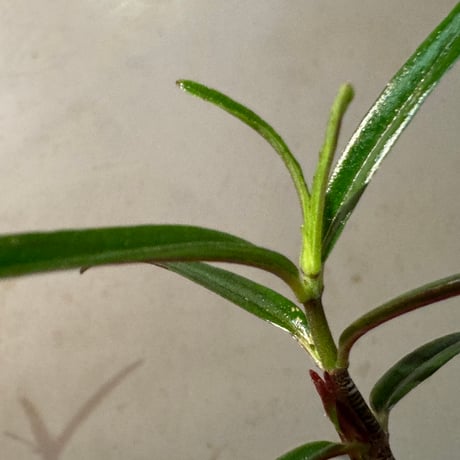 Colmnea linearis 伊藤蟻植物農園
