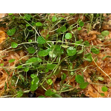 Peperomia emarginella from Colombia [LA0316-03]