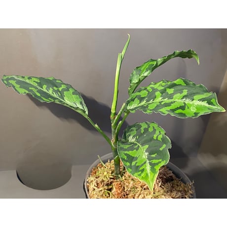 Aglaonema pictum GW1410 from Padang sidempuan [TB]