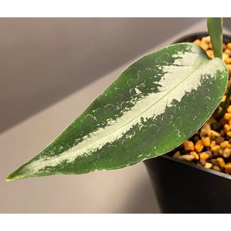 Aglaonema pictum A "しるば〜らいん" from Aceh sumatera [LA0217-04]