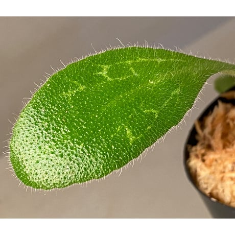 Primulina dryas from South China