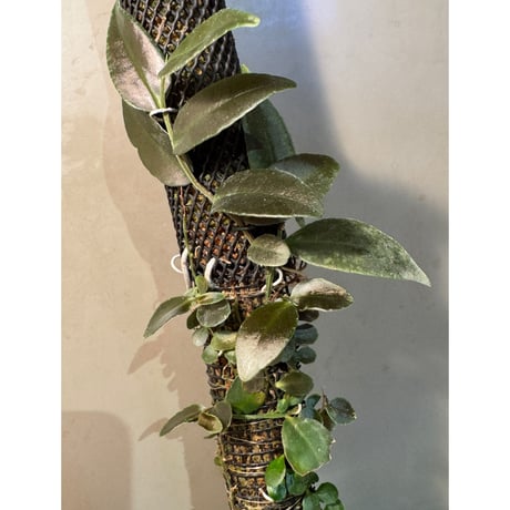 Marcgravia sp. "Azreal"