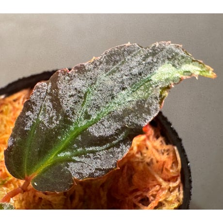 Begonia sp. from Kapuas hulu
