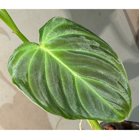 Philodendron triumphan