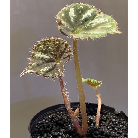 Begonia sp. from Cao Bang [YH251019] TK