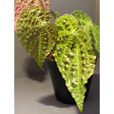 Begonia ferox from Northern Vietnam