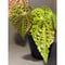 Begonia ferox from Northern Vietnam