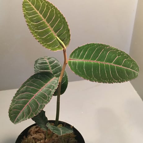 Labisia sp. from Riau Sumatera