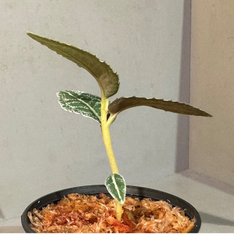Ardisia sp. from Sumatra barat [TB]