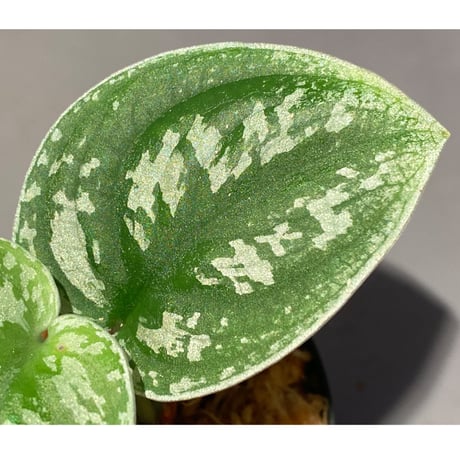 Scindapsus sp. from Kalimantan barat