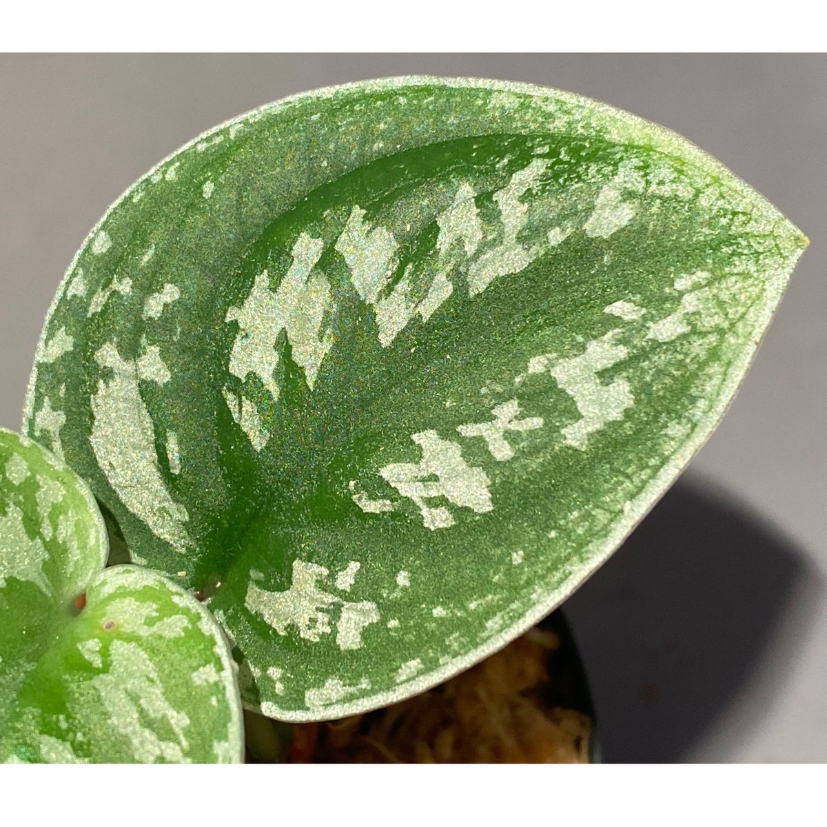Scindapsus Pangrango ($89) from @MiddleTNExotics