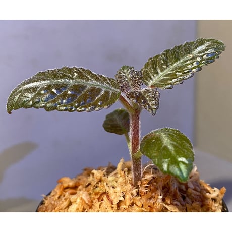 Nautilocalyx sp. 伊藤蟻植物農園