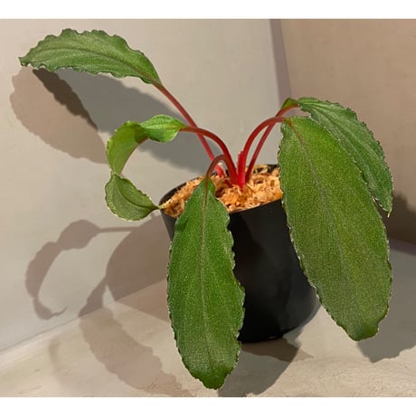 Homalomena sp. from Riau sumatera [LA0815-01] ②