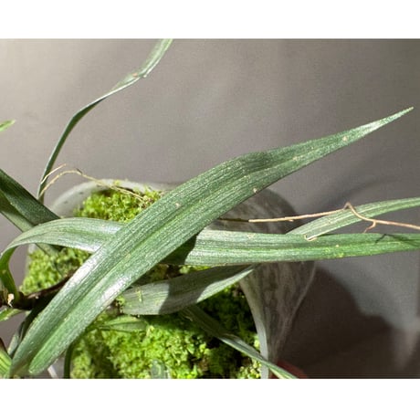 Freycinetia sp. from Borneo [KZT]