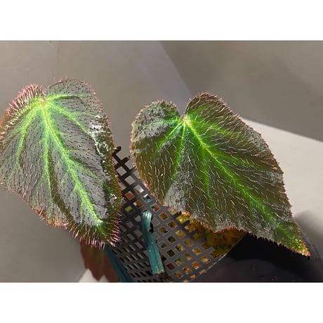 Begonia sp. from Sumatera Utara [HW0816-01]