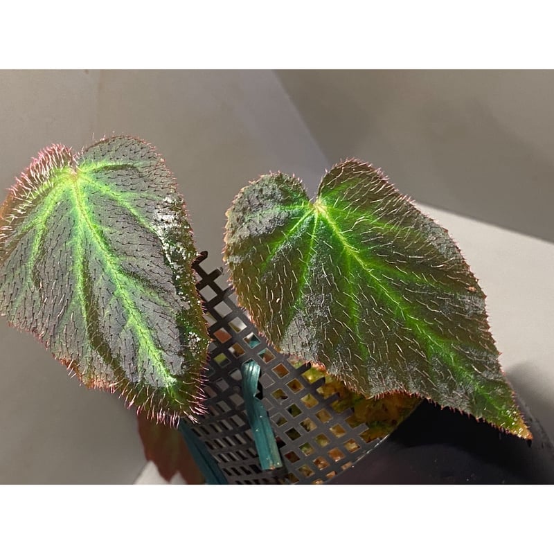 専用❣️Begonia sp.Sumatera Utara ベゴニア 原種 【公式通販】