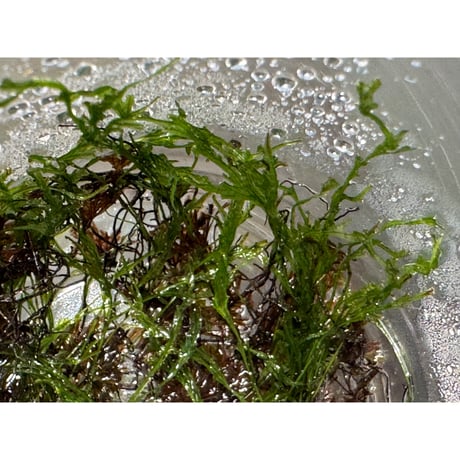 Crepidomanes sp. from Nanga pinoh West Kalimantan