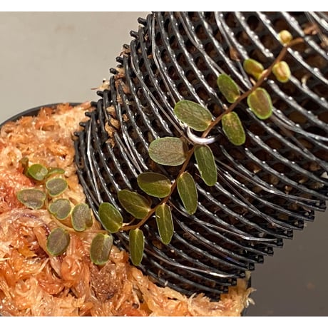 Marcgravia sp. "Bronze"