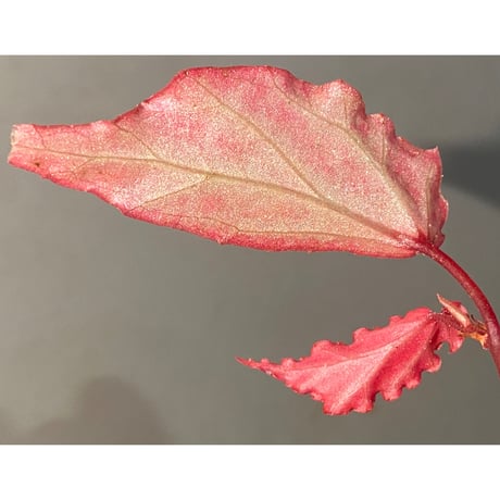 Begonia sp. "Crazy pink" from Lampung sumatera [LA1118-03]