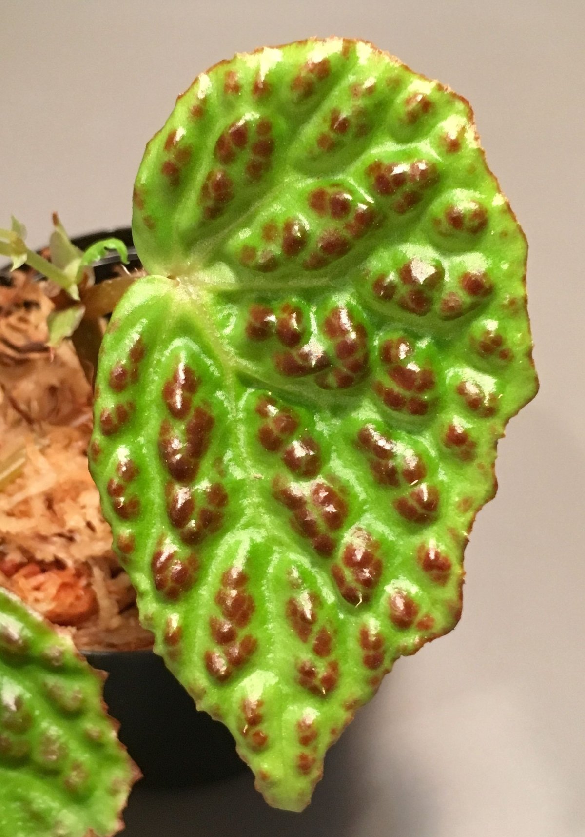 Begonia sp. from Kapuas hulu sumatera | M・R・G・R