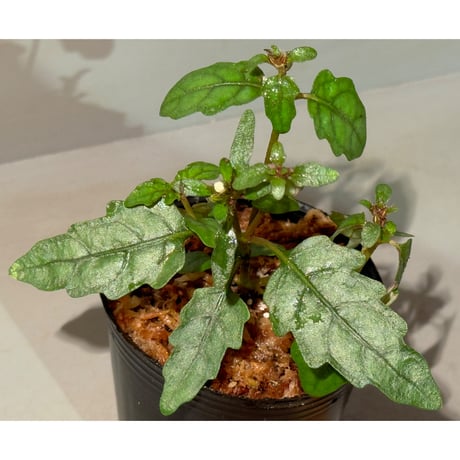 Scrophulariaceae sp. from Valencia, Negros Oriental