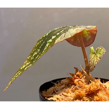 Begonia variabilis from Dabong [TK150717]