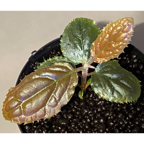 Ardisia sp. (実生) from Bengkulu [LA0315-1]