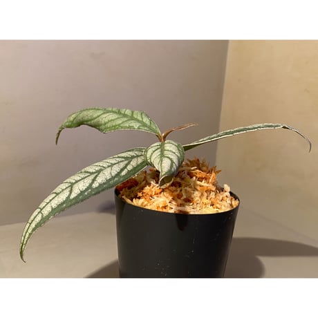 Ardisia sp. from Bukittinggi