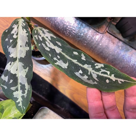 Aglaonema pictum from Tigalingga [GT1803]