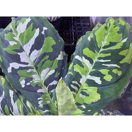 Aglaonema pictum GW Type1 from Padang sidempuan [TB1410]
