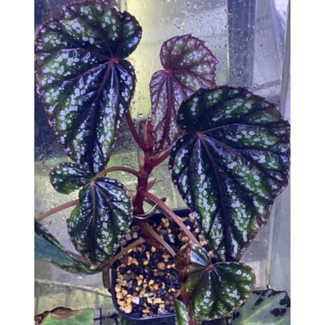 Begonia handelii var. prostrata from Viet Nam
