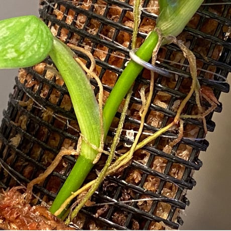 Philodendron sp. from Iquitos Peru [tanakay]