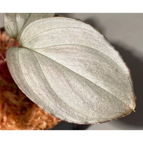 Homalomena sp. "Shirogane" SRP from Pulau Lingga[HW1017-XX]