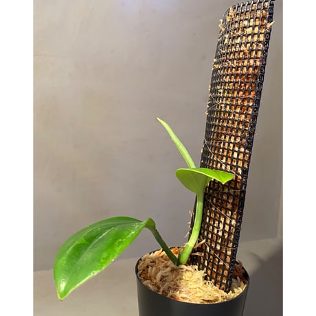 Rhaphidophora sp. from Trat Thailand