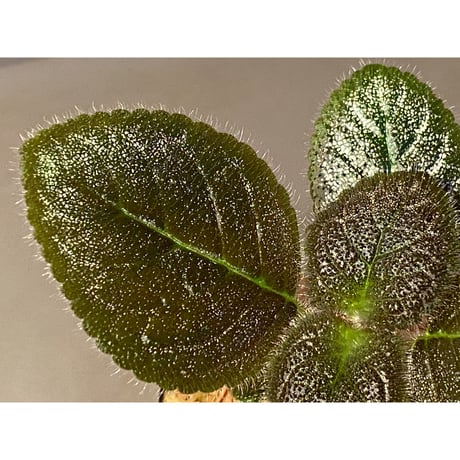 Gesneriaceae, Episcia lilacina from Colombia 2016 [tanakay]