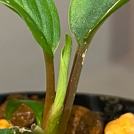 Homalomena sp. "Green" from Sumatera