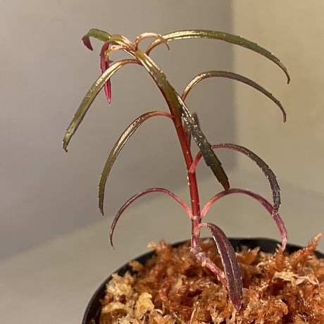 Sonerila linearis from Kedah Malaysia [LA0717-02]