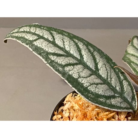 Ardisia sp. from Bukittinggi