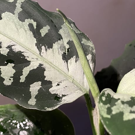 Aglaonema pictum [LA0815-z-p-24]