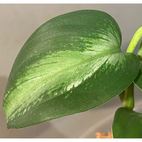 Aglaonema pictum "Chaos-D" from Tigalingga [HW0219-01d]