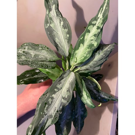 Aglaonema pictum A from Aceh sumatera [LA1115-03 i]