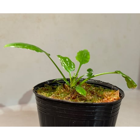 Cryptocoryne minima from Aceh sumatera [出射氏]
