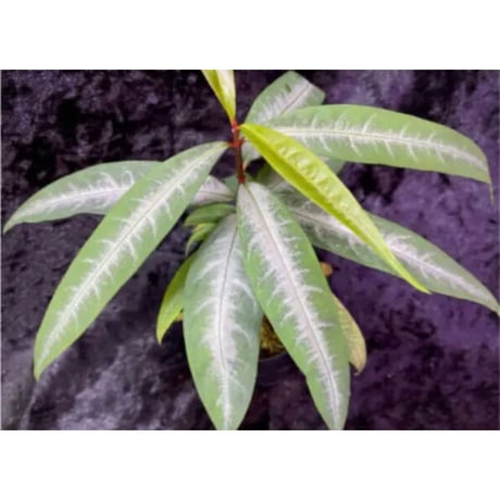 Labisia sp. from "Lebong" Bengkulu [TB]