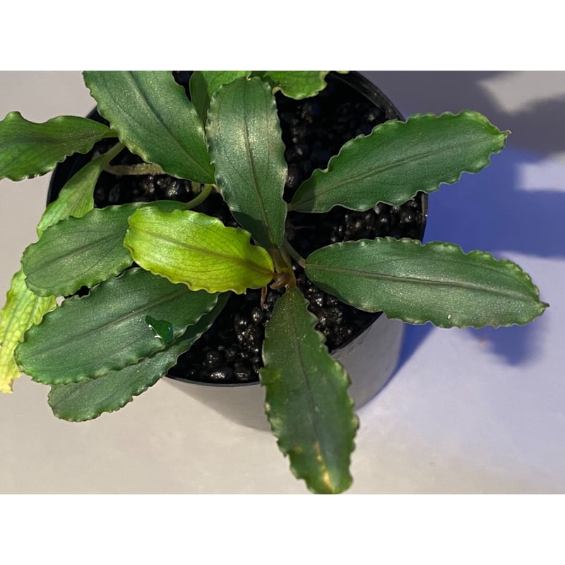 Bucephalandra sp. Paris 12株 Bucephalandra sp. Paris - YouTube