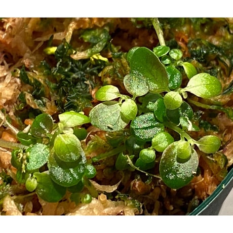 Pilea imparifolia from Iquitos Peru [tanakay]