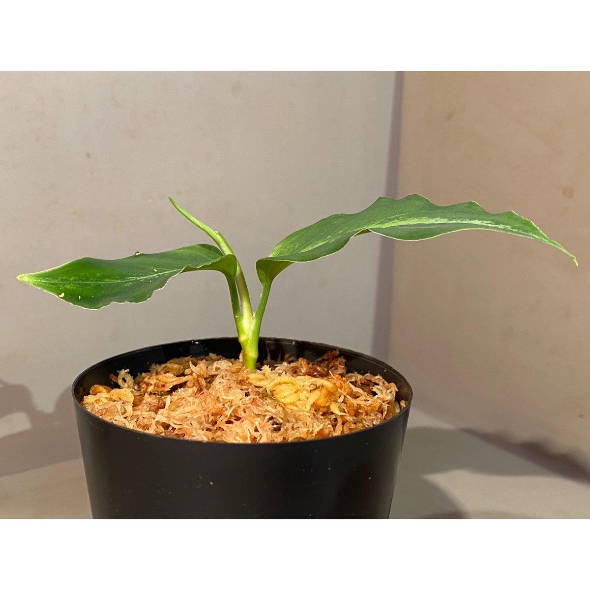 Aglaonema pictum GW1908 プレリュード